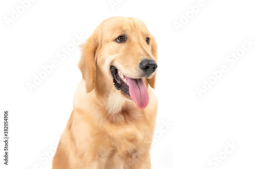 Portrait 7 months brown dog (Golden Retriever) isolated on white background