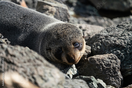 A New Zealand fur seal pup on the rocks in Cape Palliser in the Wairarapa photo