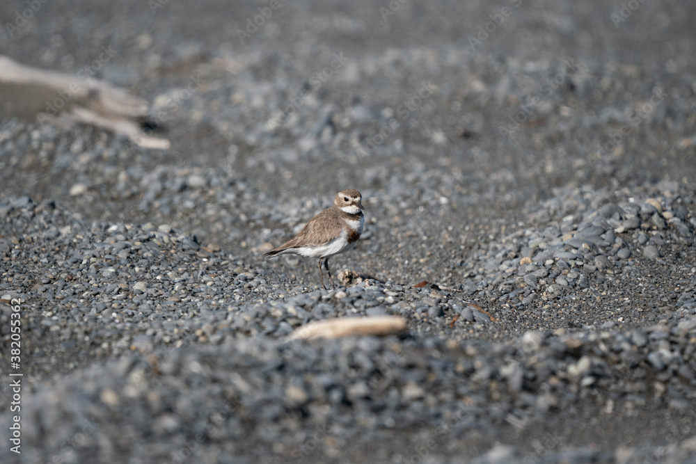 An endangered banded Dotterel bird on the beach in New Zealand An endangered banded Dotterel bird on the beach in New Zealand