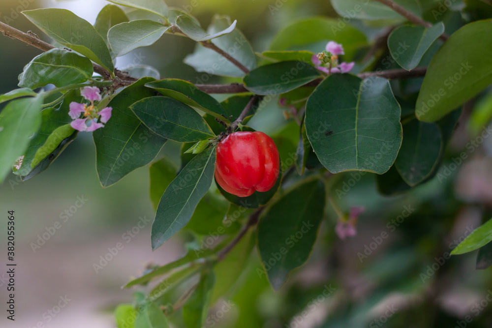 Fresh red cherry on the tree with sunlight in the garden.