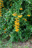 a branch of a firethorn shrub with yellow berries