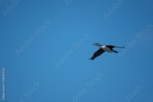 A King Shag bird in flight in New Zealand on a clear sunny day
