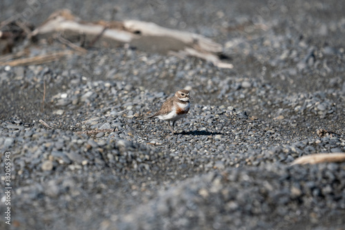 An endangered banded Dotterel bird on the beach in New Zealand