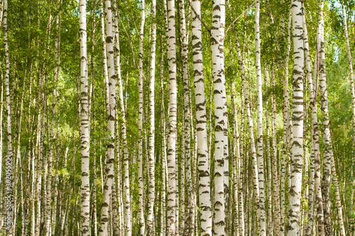 birch thicket