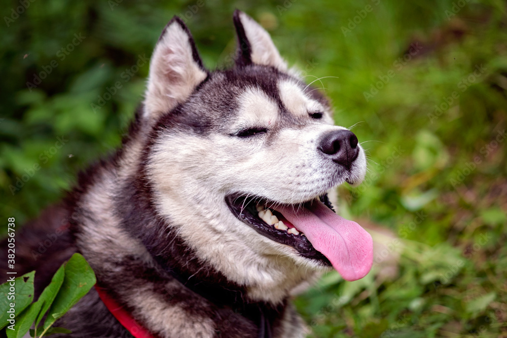 Close-up portrait of happy siberian husky in summer green forest Close-up portrait of happy siberian husky in summer green forest