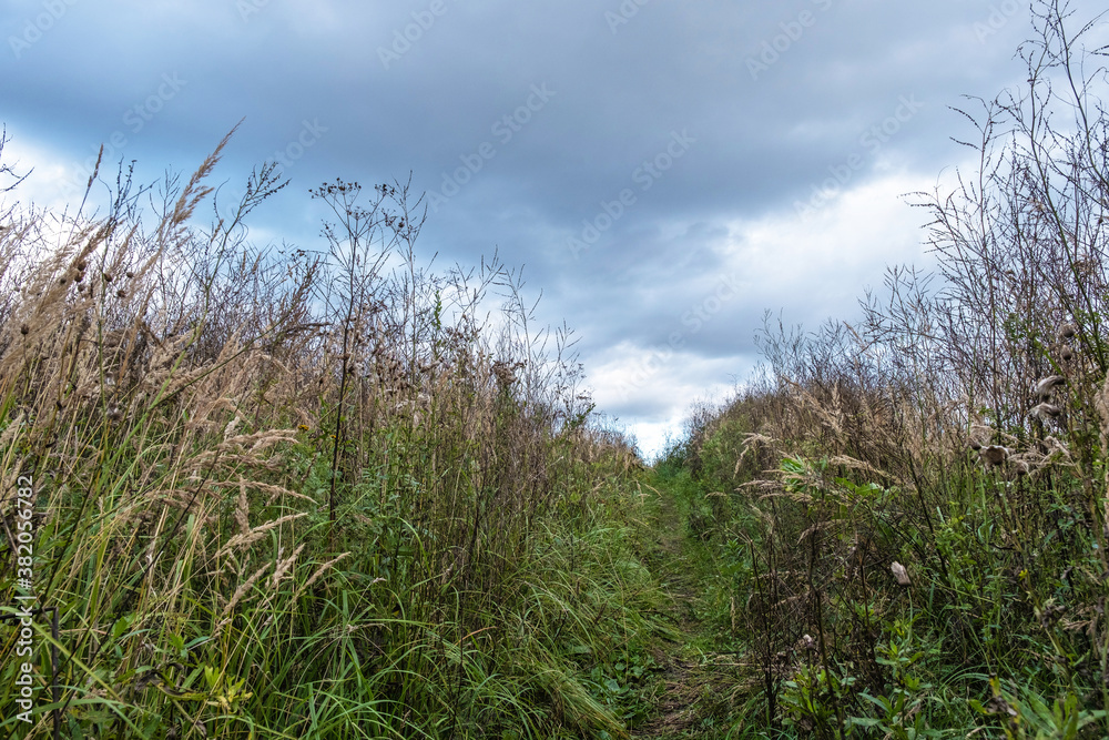 Fototapeta premium A path overgrown with tall dry grass against the background of a cloudy sky.
