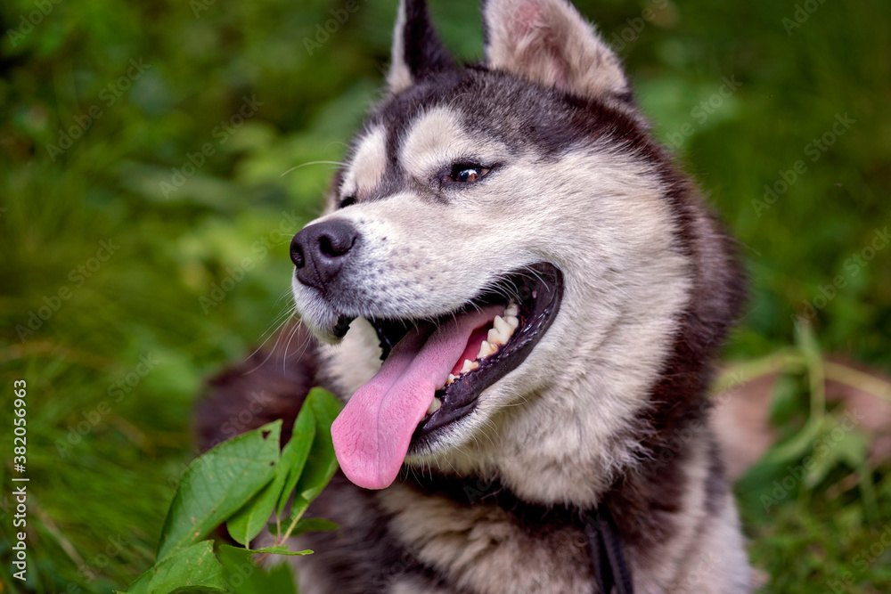 Close-up portrait of happy siberian husky in summer green forest