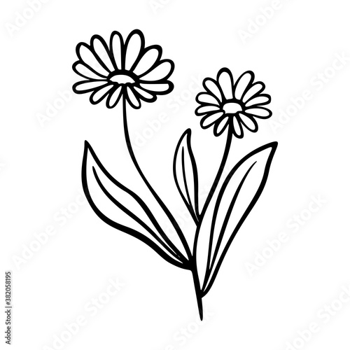 Calendula outline hand drawn element. Herbs doodle botanical icon calendula for logo.