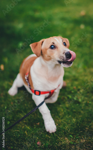 Jack russell terrier playing on green grass