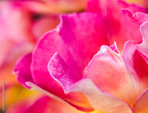 Soft focus  abstract floral background  pink yellow rose flower. Macro flowers backdrop for holiday brand design