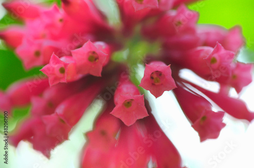 花と植物 photo