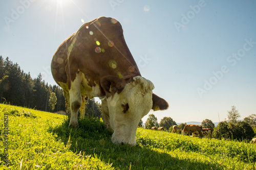 Sun with cow on the meadow eating grass photo