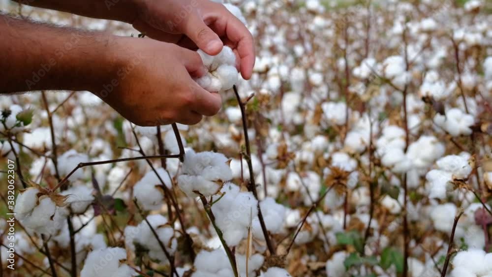 Cotton picking season. Young farmer man evaluates crop before harvest in a blooming cotton field Cotton picking season. Young farmer man evaluates crop before harvest in a blooming cotton field