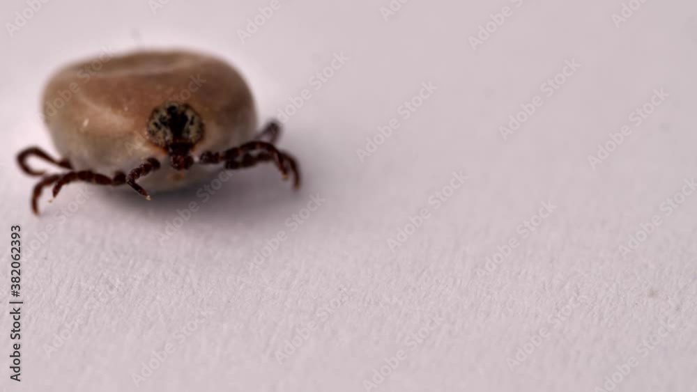 Blood-drunk ixodid tick on a white board. Lyme disease macro shooting. Encephalitis mites crawling along the white surface. Insect isolated on white. Blood-drunk ixodid tick on a white board. Lyme disease macro shooting. Encephalitis mites crawling along the white surface. Insect isolated on white.