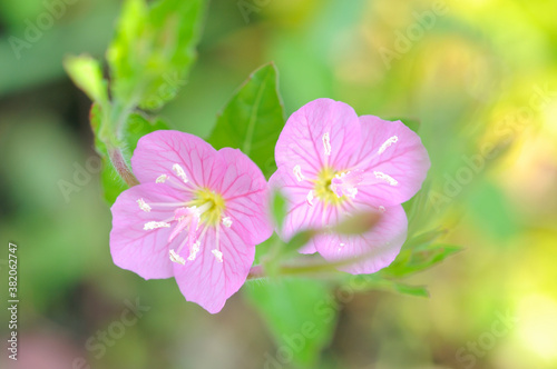 花と植物