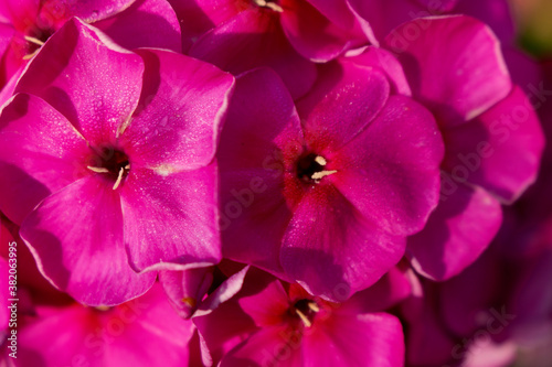 bright pink flowers, close up