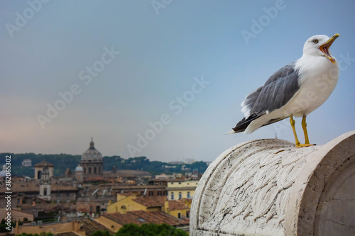 Gaviota en Roma