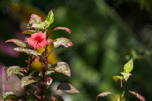 Close up of red Hibiscus rosa-sinensis