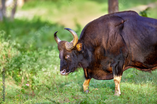 Fototapeta Naklejka Na Ścianę i Meble -  A powerful bull