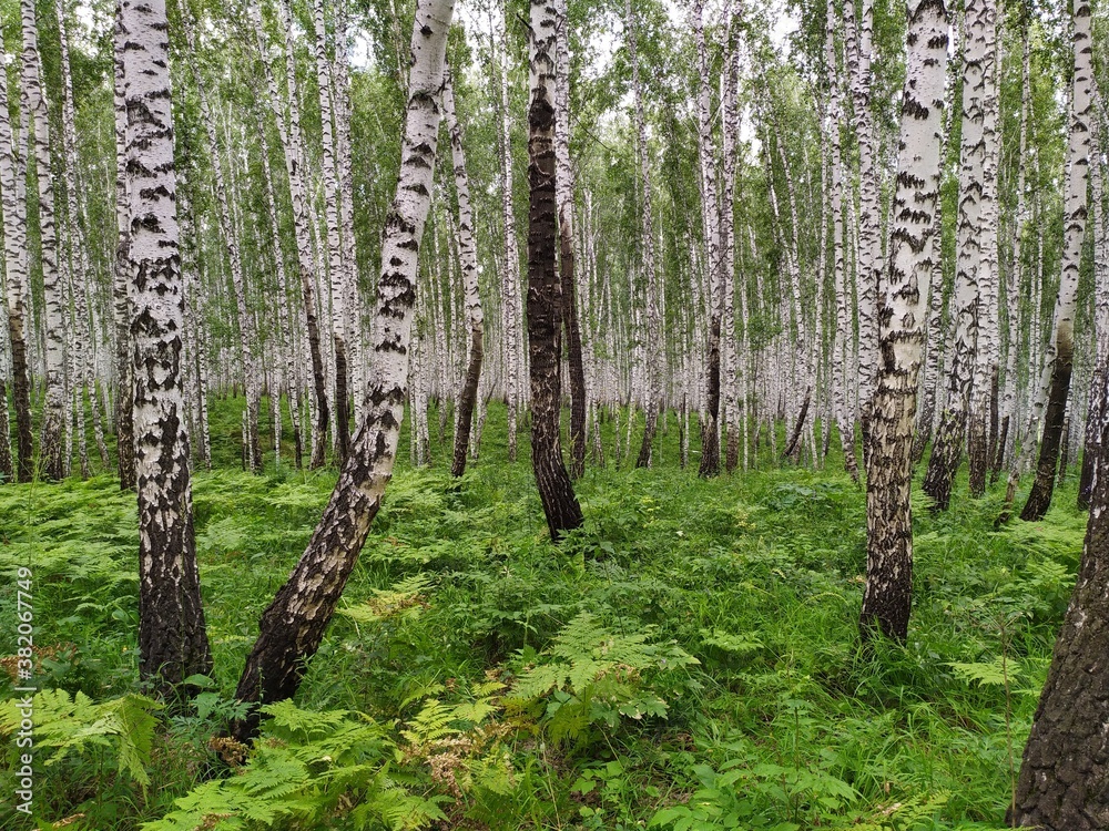 Fototapeta premium birch grove in spring