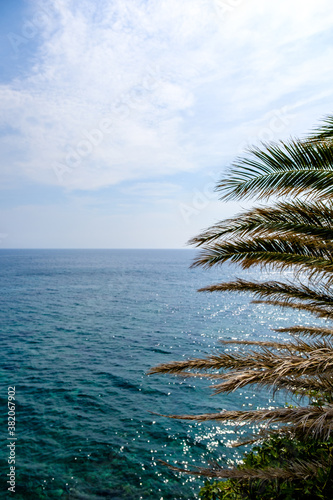 Palm tree and sea landscape.