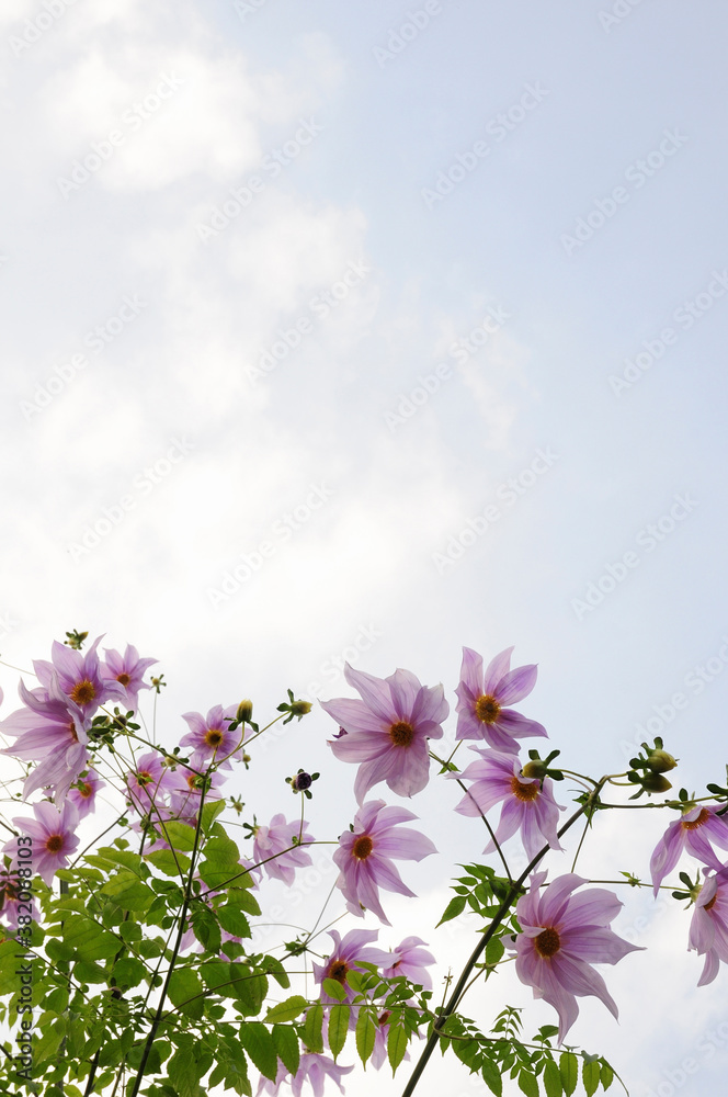 Naklejka 青空とコダチダリアの花