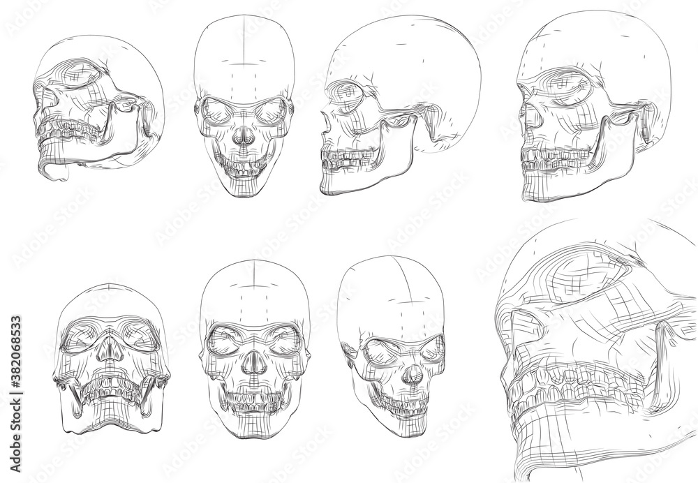 vector human skull from contour lines and paths on white background vector human skull from contour lines and paths on white background