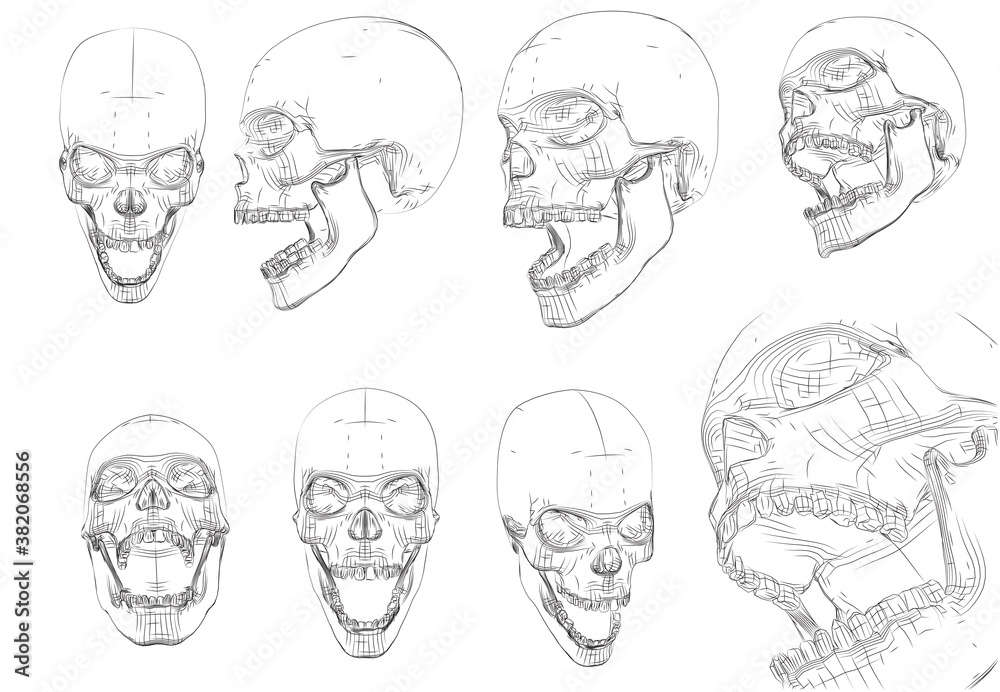 vector human skull from contour lines and paths on white background vector human skull from contour lines and paths on white background