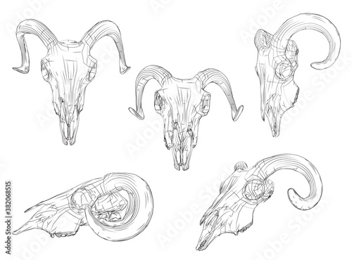 vector outline set of ram skull isolated on white background