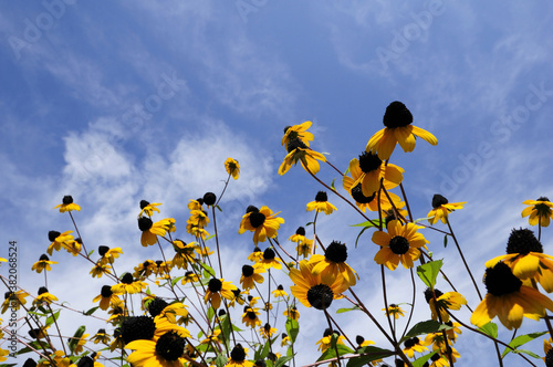 Foto 青空とルドベキア　トリロバの花
