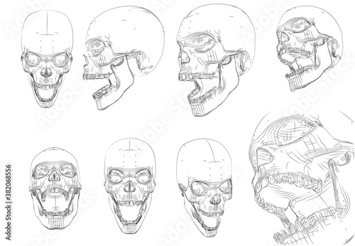 vector human skull from contour lines and paths on white background