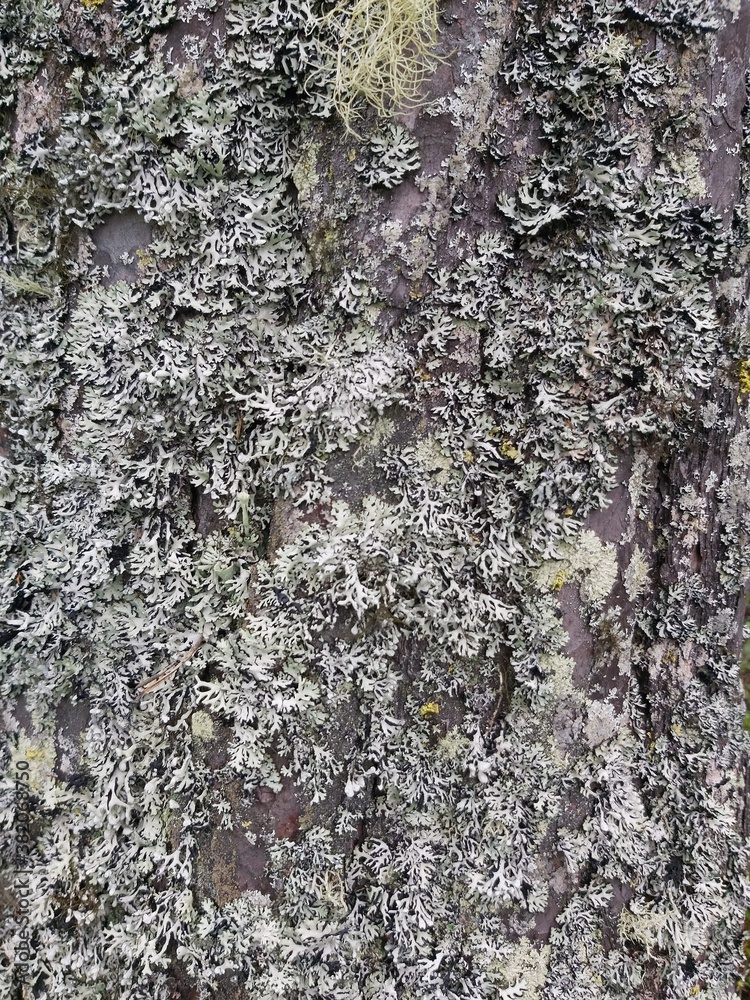 bark of a tree bark of a tree