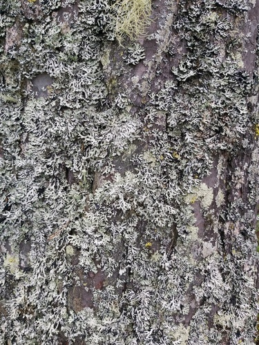 bark of a tree