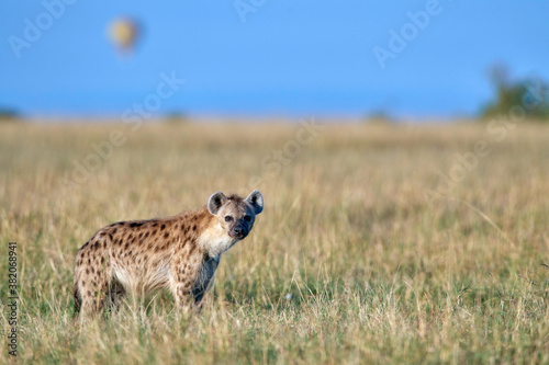 Hyena in the African Savannah © Poorna Kedar