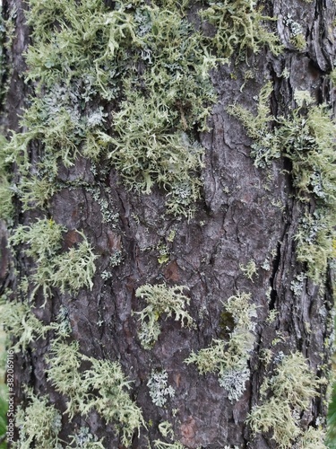 moss on tree