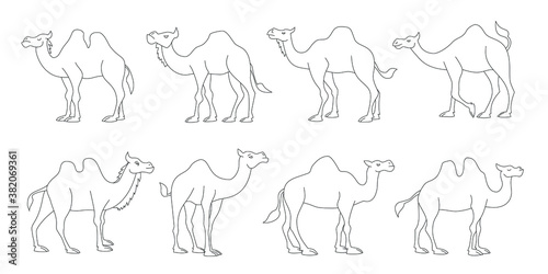 camel line