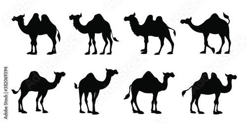 Fototapeta Naklejka Na Ścianę i Meble -  camel silhouettes 2