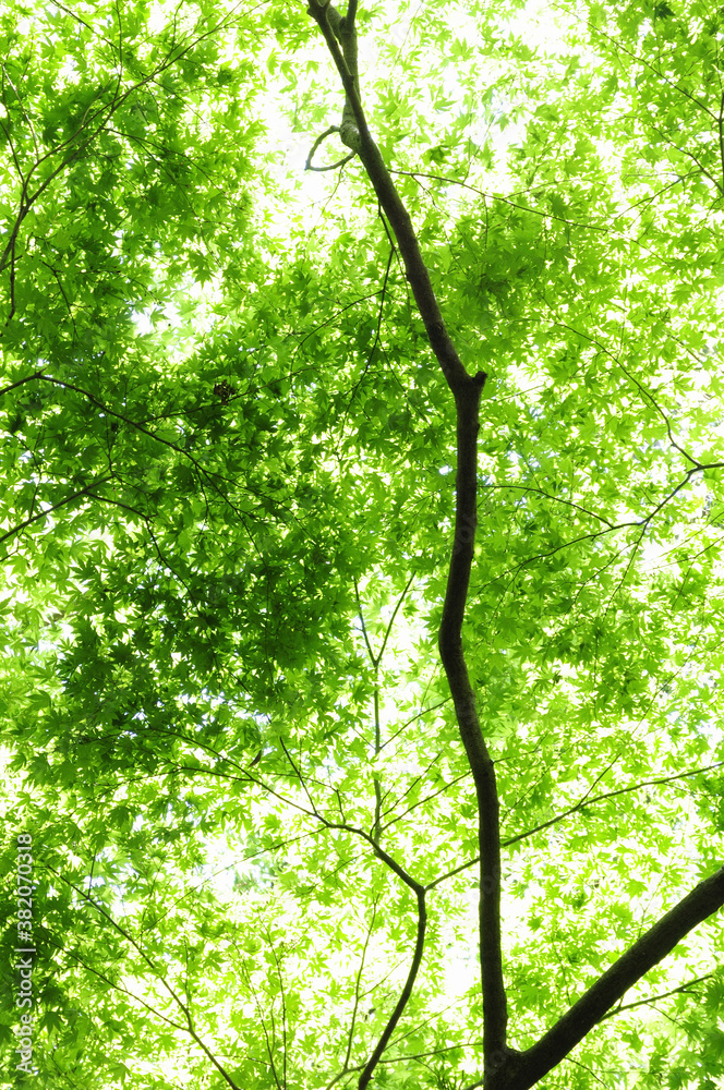 Fototapeta premium イロハモミジの若葉と新緑