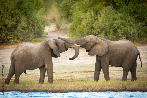 Two young elephant bulls play fighting near the edge of Chobe River in Botswana