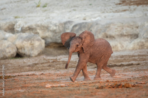 Small baby elephant running in the river bed in sunrise in Chobe River in Botswana