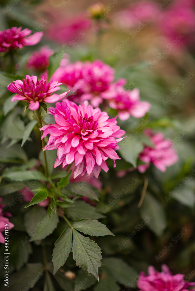 Macrophotography. Pink dahlias in the flower bed. Macrophotography. Pink dahlias in the flower bed.