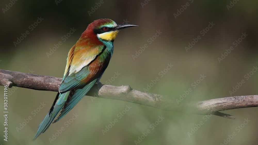 bee-eater sits on a branch and looks at the camera bee-eater sits on a branch and looks at the camera