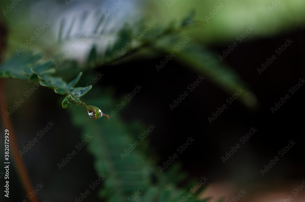 Detail of a drop on a Mesquite tree leave with soft background.