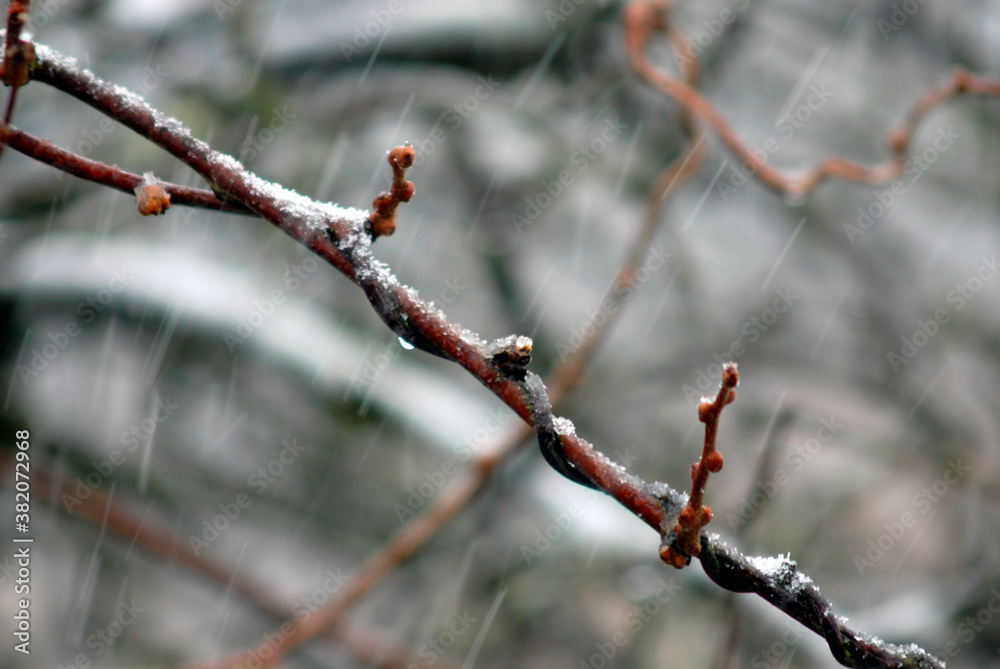 Rain and snow in late winter time Rain and snow in late winter time