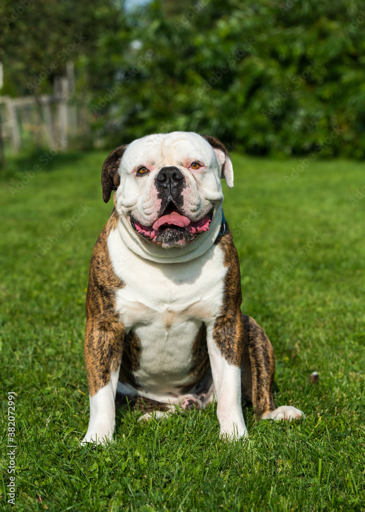 Tiger coat American Bulldog dog portrait outside Tiger coat American Bulldog dog portrait outside