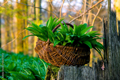 Bärlauch. Gesammelter Bärlauch im Wald. Barlach ist ein Wildgemuese. Wird auch Knoblauchspinat, wilder Knoblauch, Waldknoblauch,Hexenzwiebel, Zigeunerlauch oder Waldherre genannt... photo