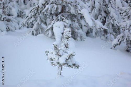 beauty of winter nature in the forest