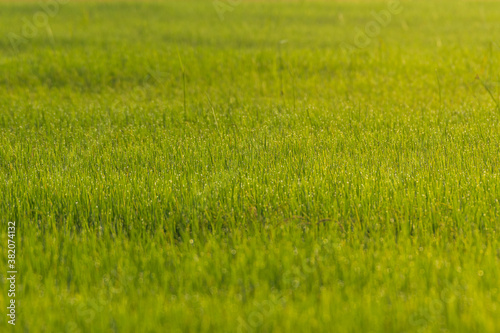 Close-up rice paddy field with yellow sunlight in the morning. Beautiful textures wallpaper.