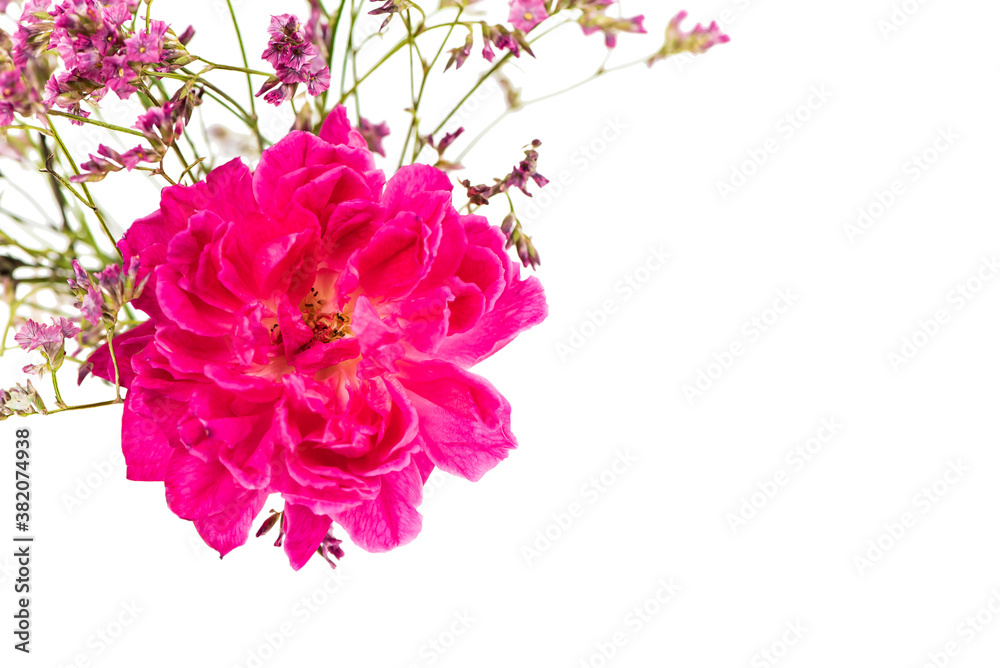 Pink roses and dried gypsophila on white background Pink roses and dried gypsophila on white background