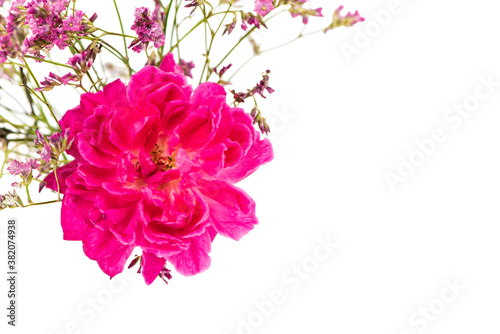 Pink roses and dried gypsophila on white background © pornpanphoto3